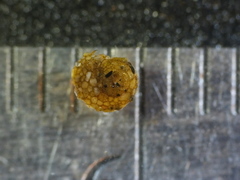 Helicopsyche borealis