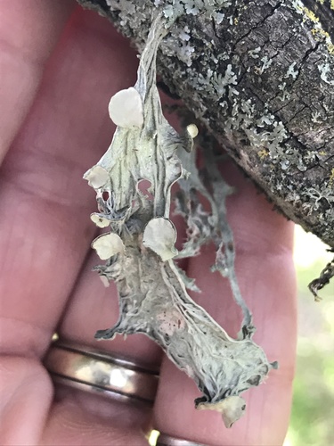 iNaturalist observation photo of Western Strap Lichen