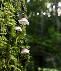 Mycena abramsii