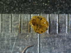 Helicopsyche borealis