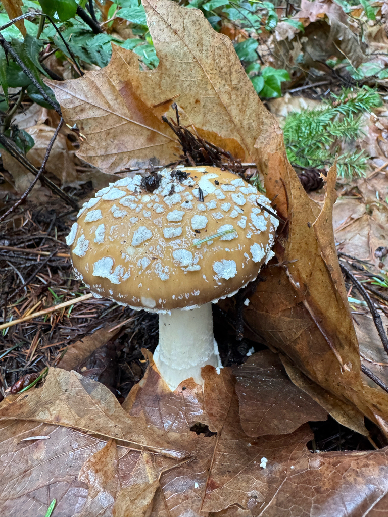 Amanita pantherinoides · December 2025 · photo: © marsupialsoup (iNaturalist, cc-by)