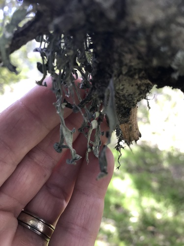 iNaturalist observation photo of Western Strap Lichen