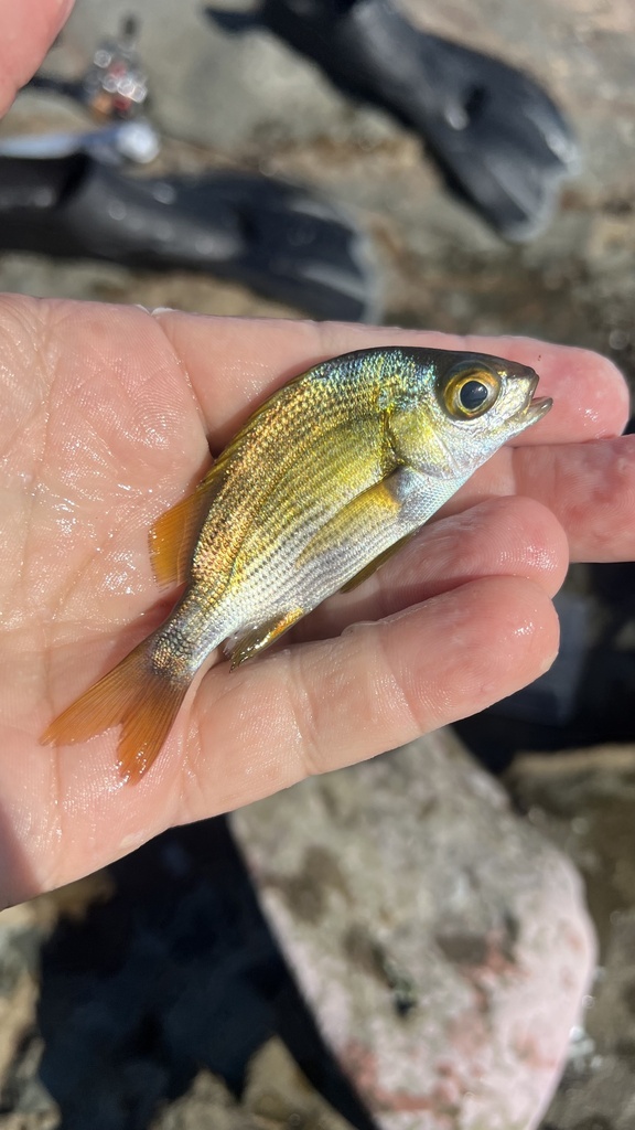 Blauwe knorvis (Anisotremus caesius) — Haemulidae
