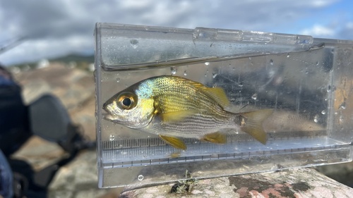 Blue-and-gold snapper grunt (Anisotremus caesius) — Haemulidae — 2