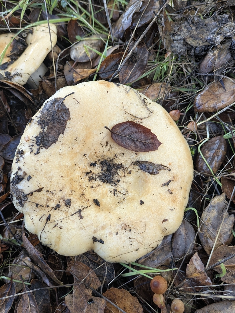Lactarius alnicola · December 2025 · photo: © mylan (iNaturalist, cc-by)