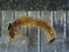 Glossosoma