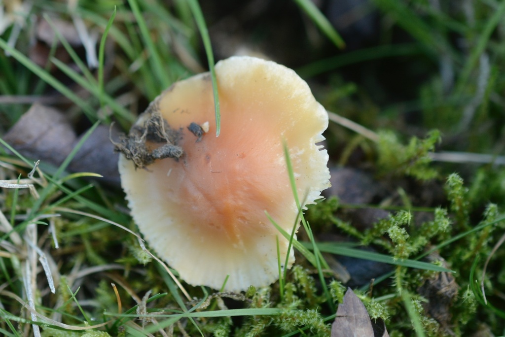 Cuphophyllus pratensis · December 2025 · photo: © cryptomarasmius (iNaturalist, cc-by)
