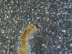 Glossosoma