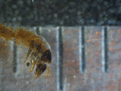 Glossosoma
