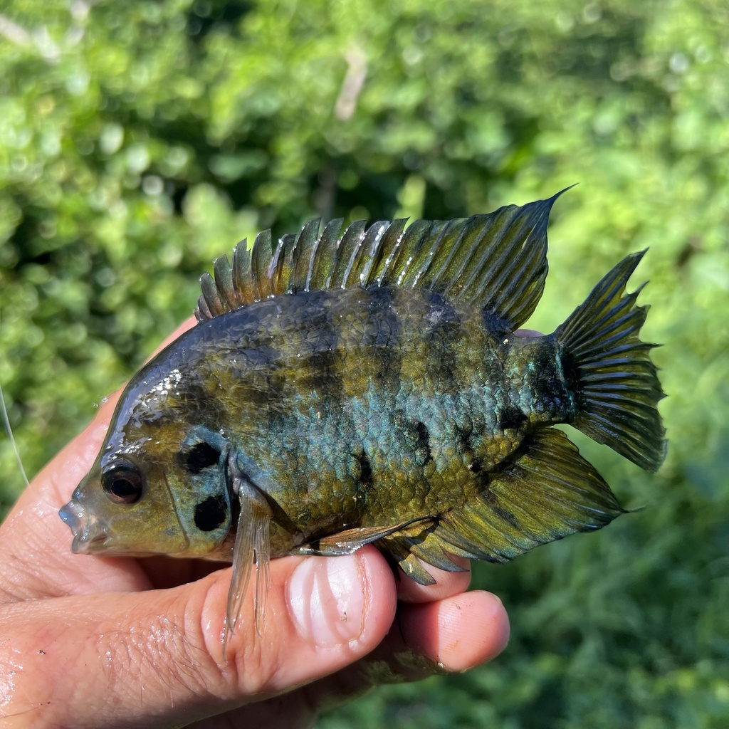 Flier Cichlids