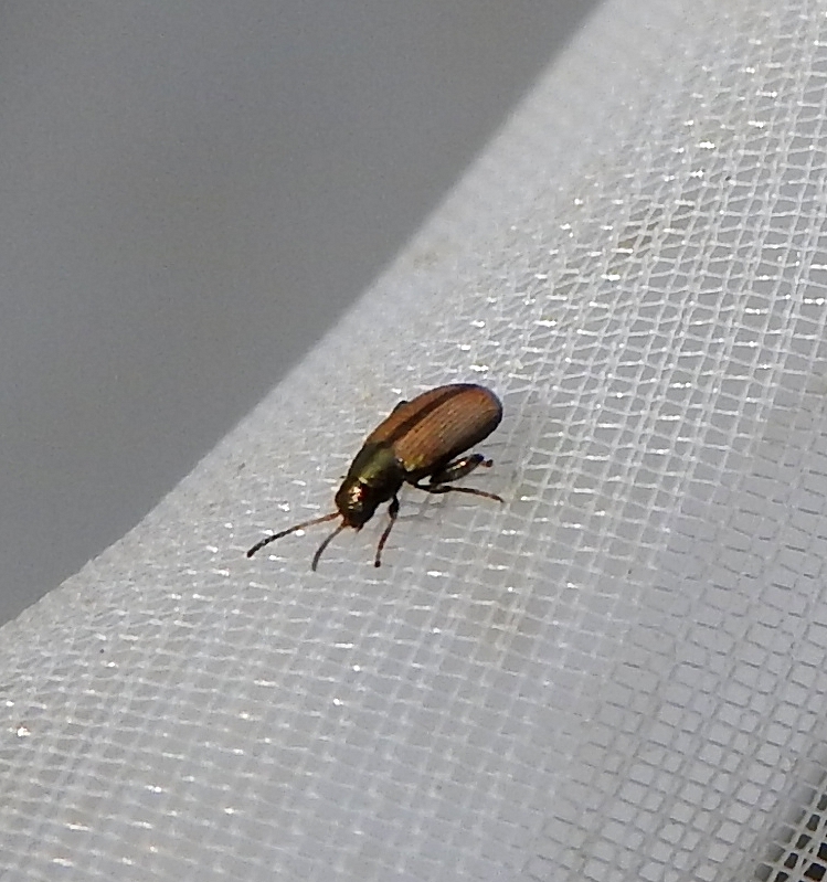 Chaetocnema depressa