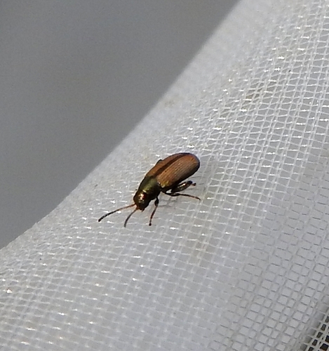 Chaetocnema depressa
