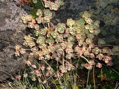 Sedum obcordatum