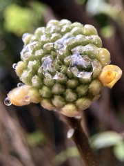 Edgeworthia chrysantha