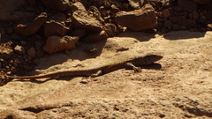 Liolaemus carlosgarini