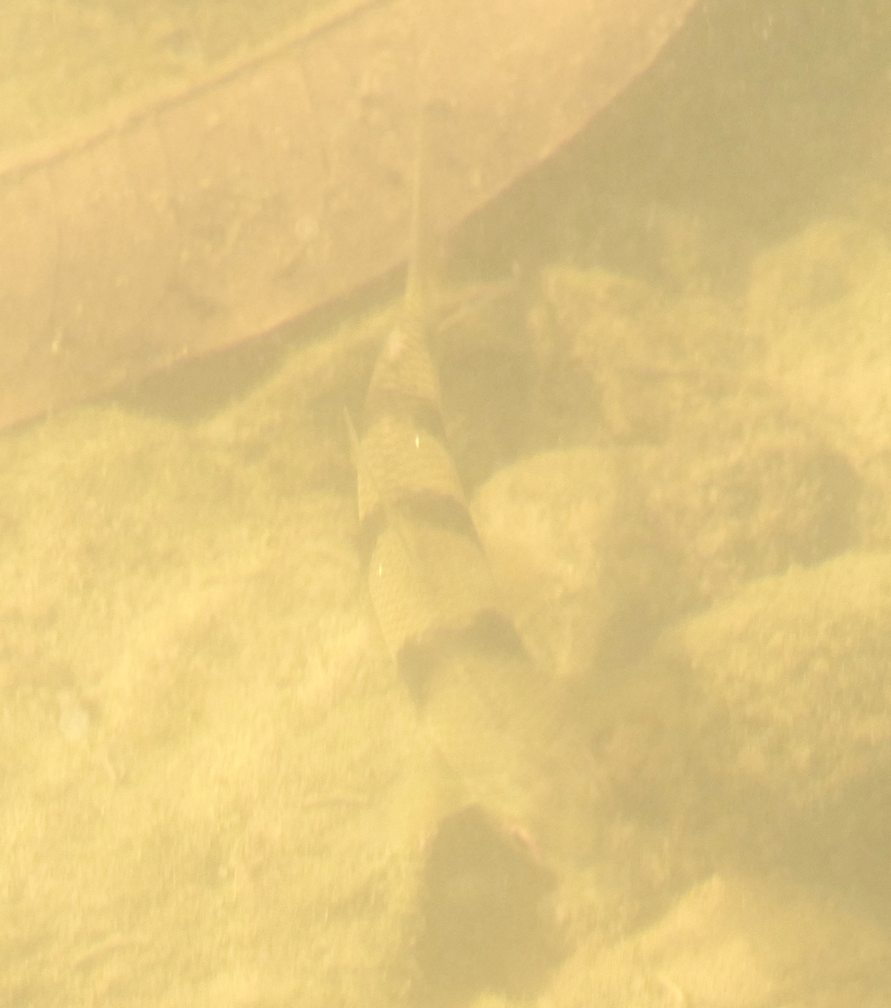 Spotted Leporinus