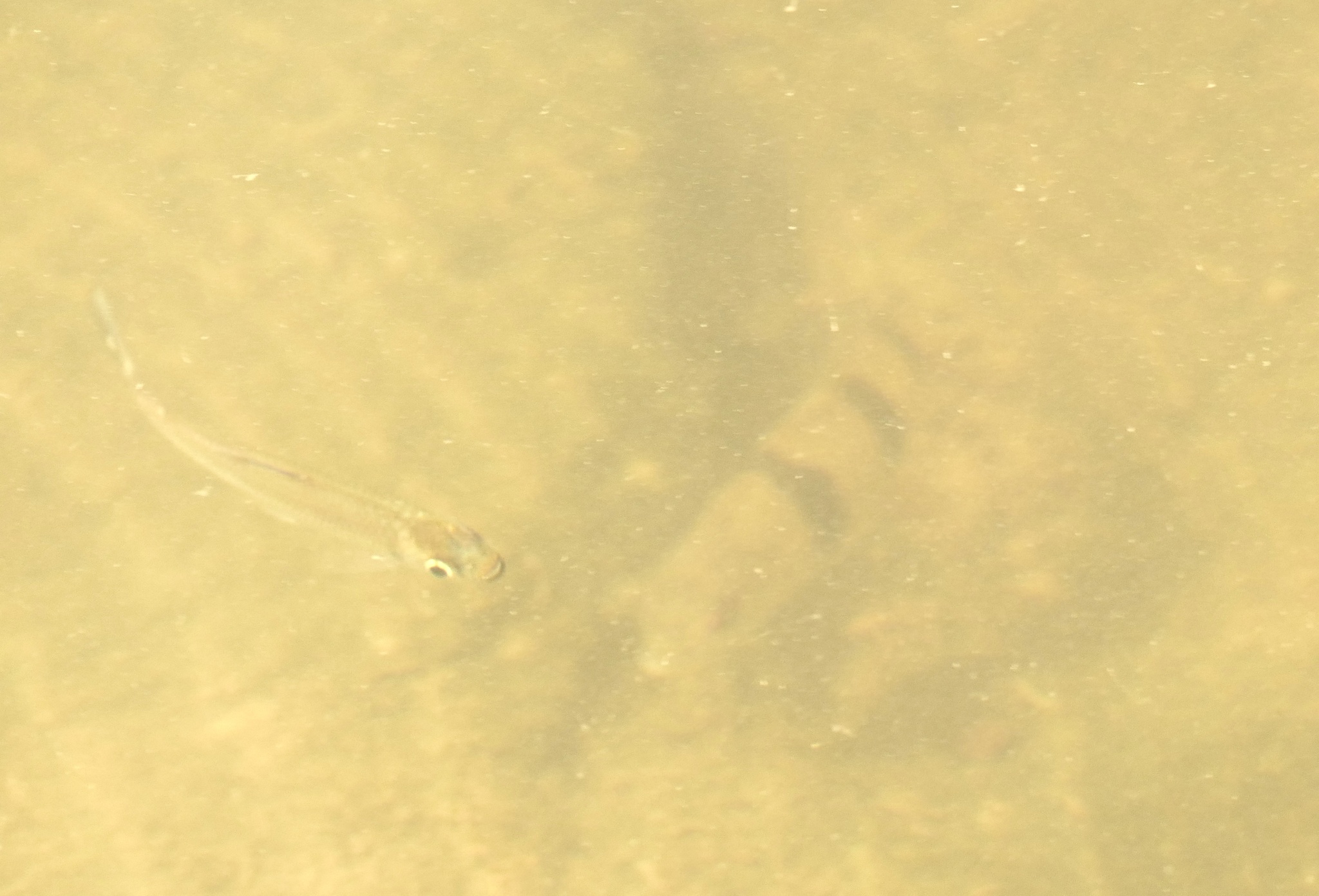 Spotted Leporinus photo 3