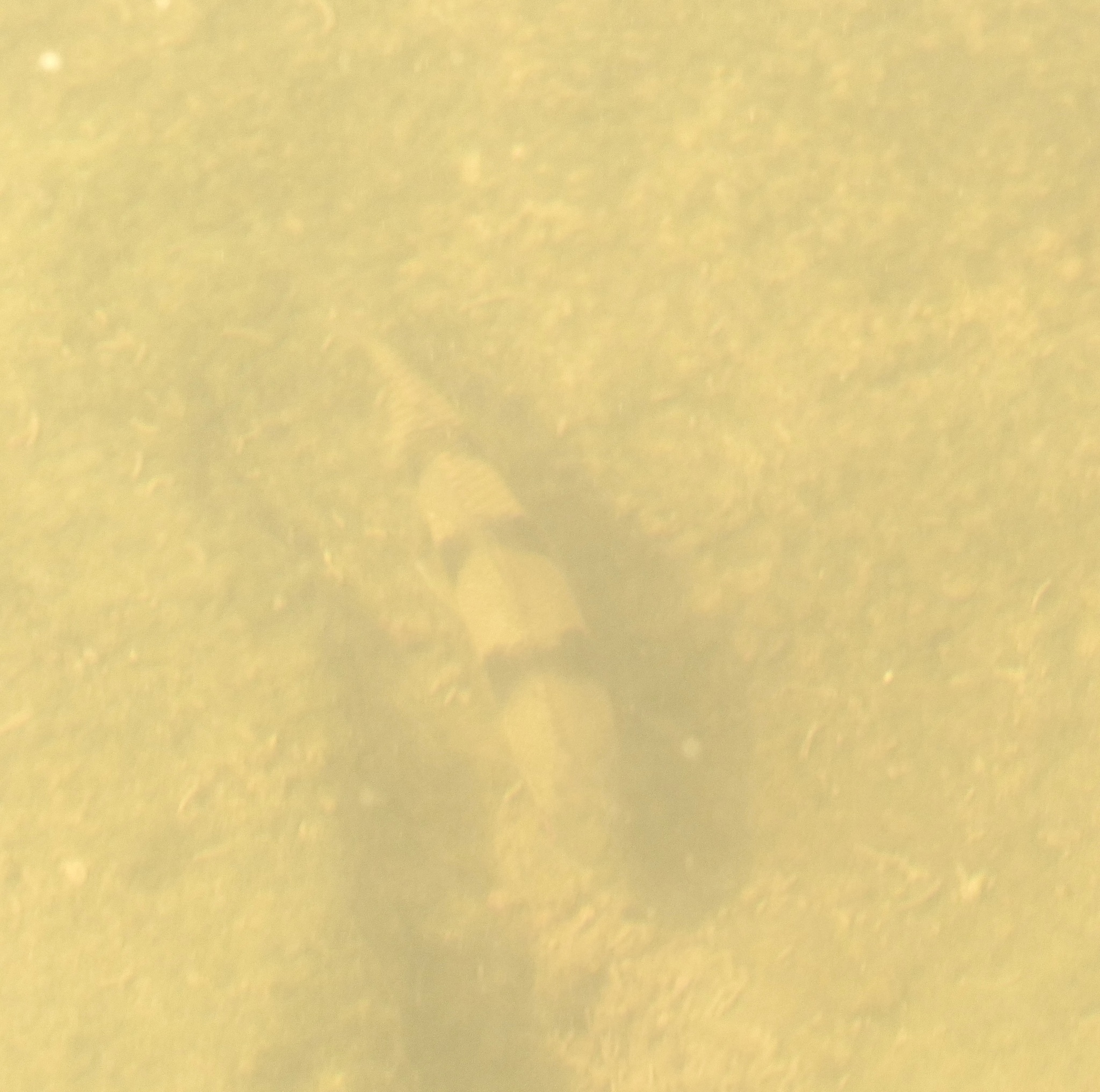 Spotted Leporinus photo 2