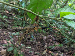 Pseudophasma bispinosum