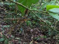 Pseudophasma bispinosum