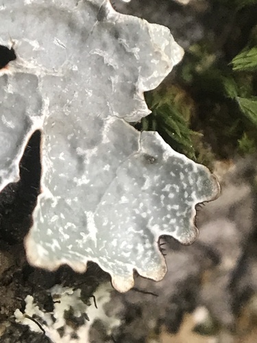 iNaturalist observation photo of Netted shield lichen