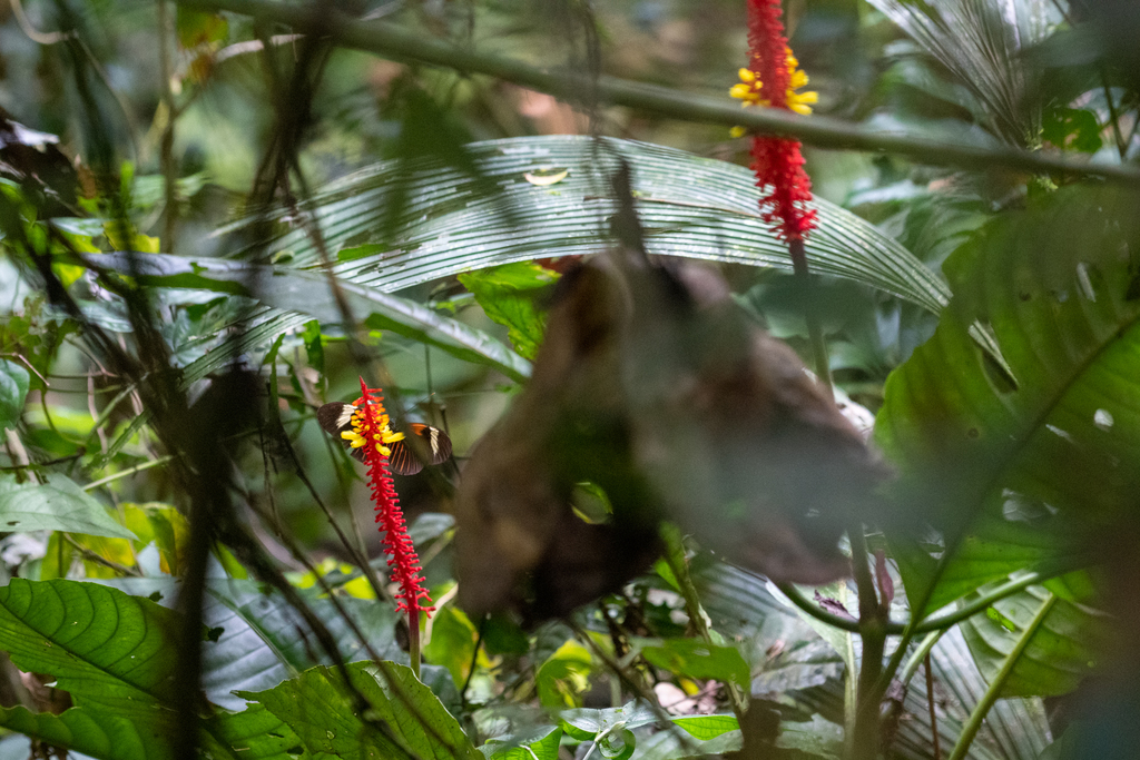 Palicourea subspicata