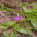 Calibrachoa: Herkunft und Verwendung — foto 1