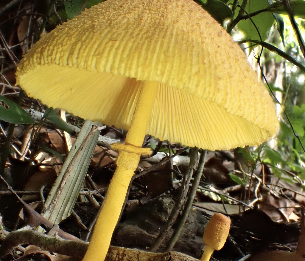 Leucocoprinus brunneoluteus · November 2025 · photo: © jeanpaulboerekamps (iNaturalist, cc0)