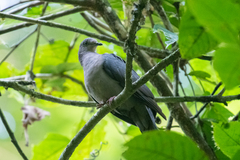 Patagioenas plumbea