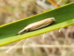 Crambus satrapellus