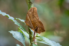 Eryphanis automedon
