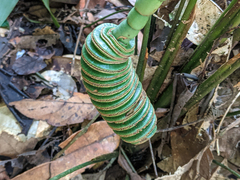 Cyclanthus bipartitus