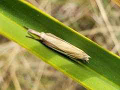 Crambus satrapellus