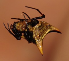 Micrathena yanomami