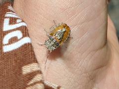 Colpocarena