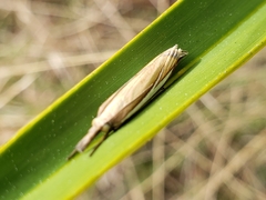 Crambus satrapellus
