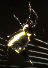 Micrathena pungens