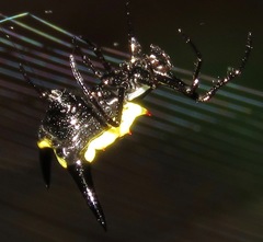 Micrathena pungens