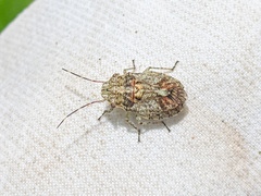 Colpocarena
