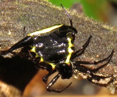 Micrathena pungens