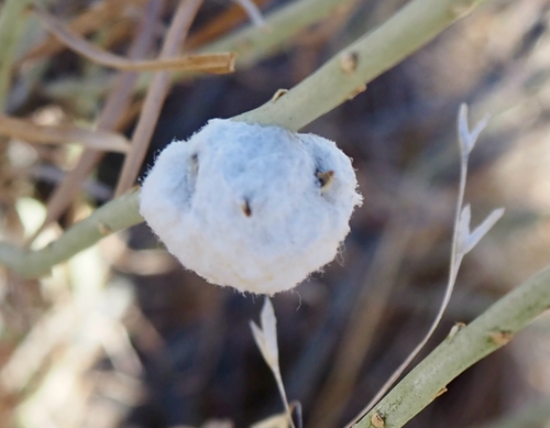 Unknown species found near Chatfield Perimeter Trail, Littleton, CO, US