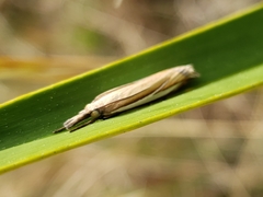 Crambus satrapellus