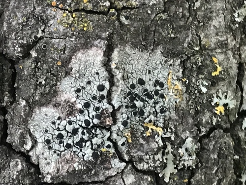 iNaturalist observation photo of Common Lichens