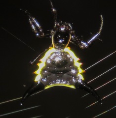 Micrathena pungens