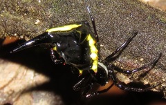 Micrathena pungens