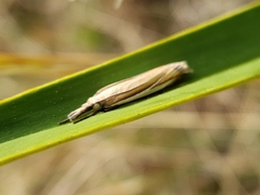 Crambus satrapellus