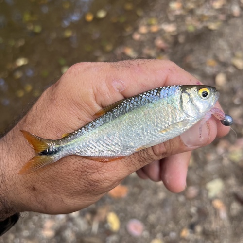 Banded tetra (Astyanax aeneus) — Characidae — 3