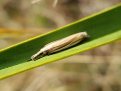 Crambus satrapellus