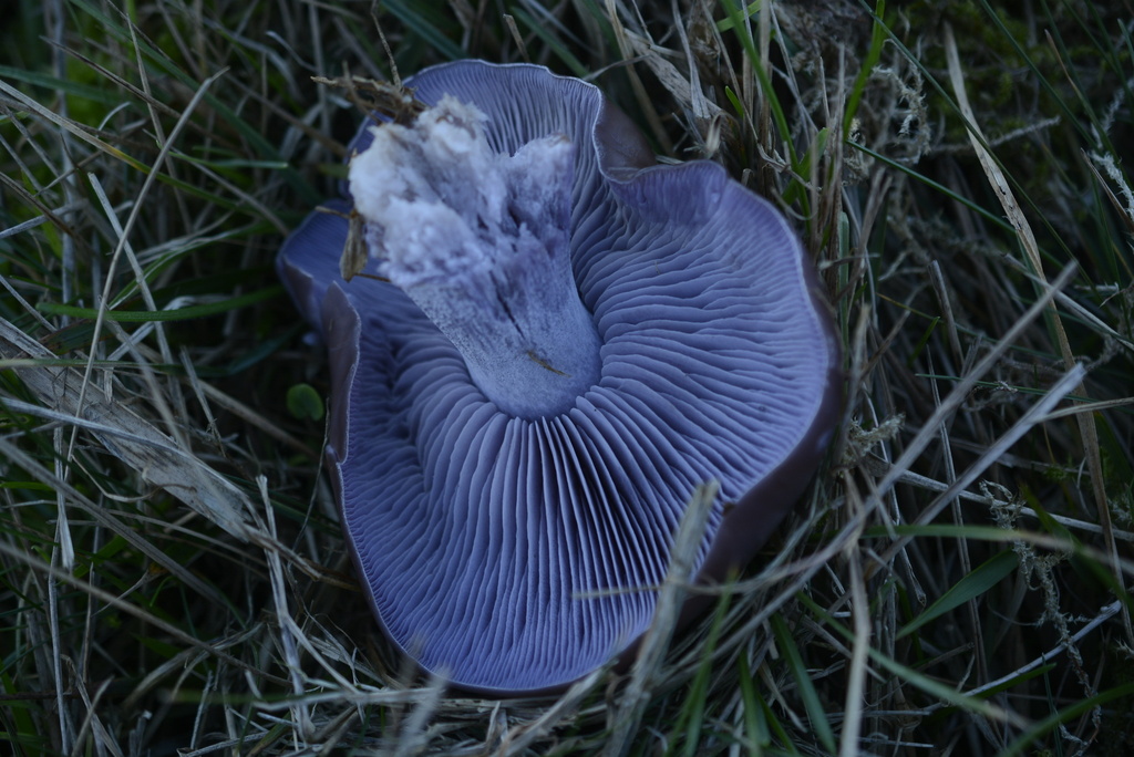 Collybia nuda · December 2025 · photo: © cryptomarasmius (iNaturalist, cc-by)