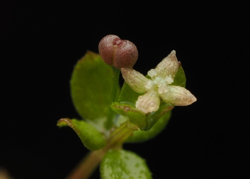 Mawe (Galium propinquum)